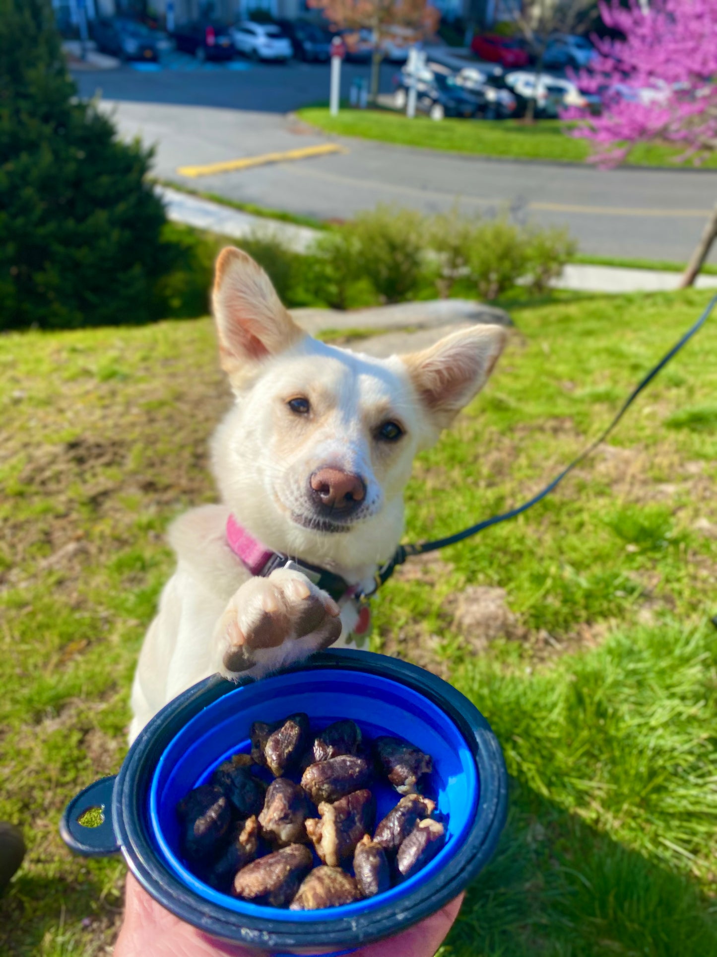 Chicken Hearts